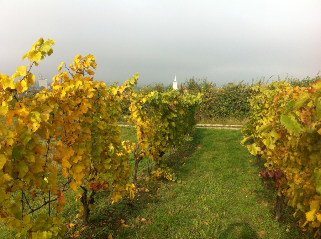 Impressionen vom Weingarten