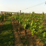 Impressionen vom Weingarten